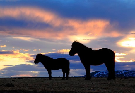 Animals, mammals, Europe, Iceland, two horses backlighting, Icelandic horses