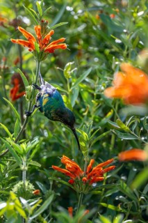 Malachite Sunbird (Nectarinia famosa) Male, Western Cape, South Africa