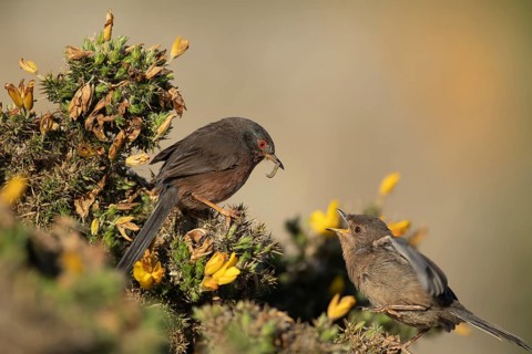 Dartford warbler (Sylvia undata) adult male bird in a flowering Gorse bush, carrying a caterpillar