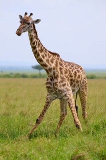 A giraffe moves gracefully across the green savannah beneath a clear sky, Masai giraffe (Giraffa