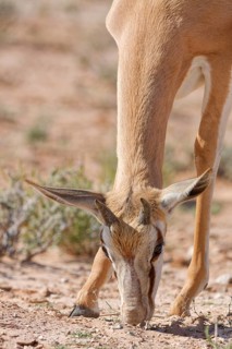 Springbok (Antidorcas marsupialis), young animal in the arid grassland, feeding on plants,