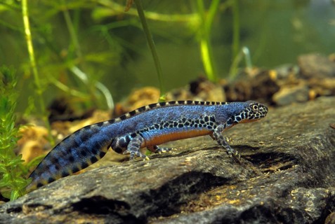 Alpine newt, mountain newt, ichthyosaura alpestris, mesotriton alpestris, triturus alpestris,