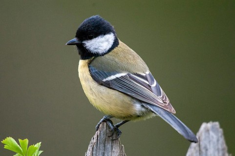 Great tit, great tit, parus major, birds, garden, garden fence, tits, passeri, songbirds,