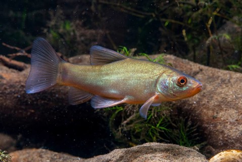 Schleie, Tench, Tinca Tinca, Doctor Fish, Fishes, Pisces