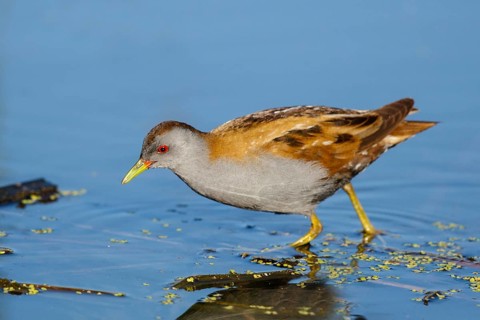 Little Crake (Porzana parva) male foraging, Lesvos, Greece