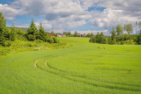 View across a field with tractor tracks to a small group of houses in the background, Nedre