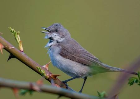 Rattleswarbler, Lesser Whitethroat, Sylvia Curruca, Birds, Song, Male, Passeri, Singing, Songbirds,