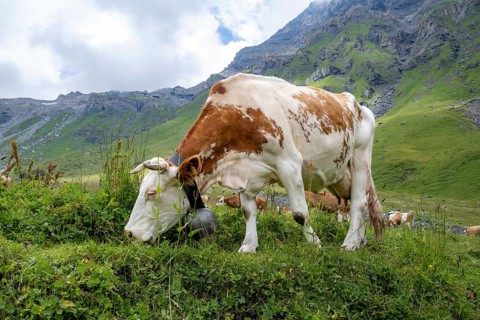 Cow (Bos taurus) eating grass on an alpine meadow, Bernese Alps, Bernese Oberland, Switzerland