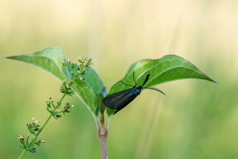 Blackthorn aurora moth, dark green ram, heather green ram, rhagades pruni, butterfly, insects,