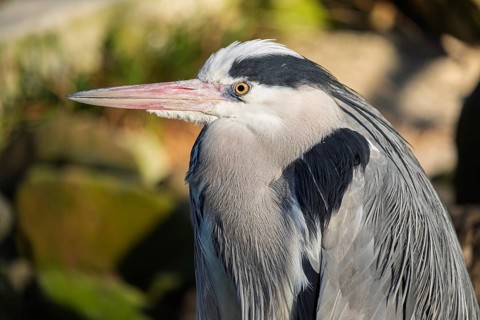 Grey Heron (Ardea cinerea), North Rhine-Westphalia, Germany