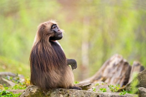 Gelada (Theropithecus gelada) sitting on an old tree trunk, captive, distribution africa