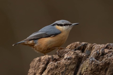 Eurasian nuthatch (Sitta europaea) adult bird on a tree stump in a woodland, Suffolk, England,
