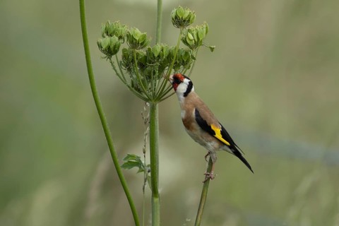 European goldfinch (Carduelis carduelis) adult bird feeding on a Hogweed seedhead, England, United