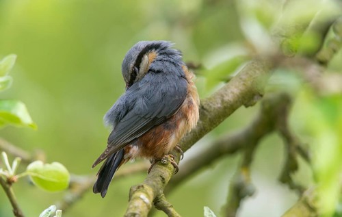 Nuthatch, Sitta Europaea, Birds, Plumage Care, Passeri, Preening, Songbirds, Birds