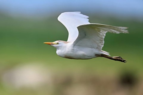 Cattle egret (Bubulcus ibis), in flight, Camargue, southern France, France