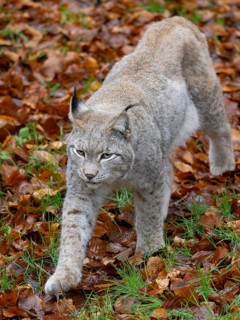 A lynx in autumn leaves, Wildpark Bilsteinhöhle, Sauerland, North Rhine-Westphalia, Germany