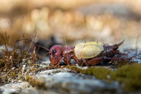 Field cricket, Gryllus campestris, ensifera, field cricket, crickets, hatching, skin, molting,