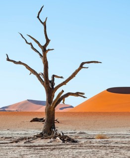 Dead camel thorn trees (Vachellia erioloba), red sand dunes, white salt pan, Dead Vlei, Sossusvlei,