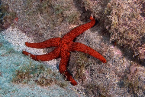Red starfish (Echinaster sepositus) on the seabed, Bufadero dive site, Palm Mar, Tenerife, Canary
