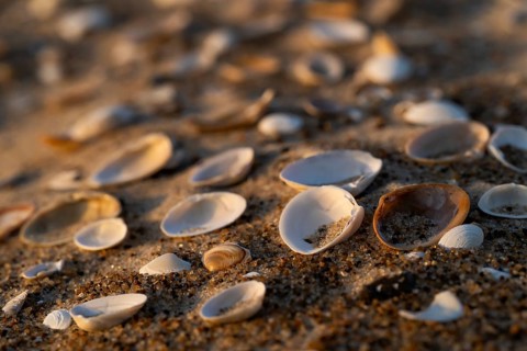 Shells lying in sand, evening light, Sortebærdalen Strand, Houvig, North Sea, Denmark