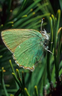 Blackberry tip, Callophrys Rubi, Gren Hairstreak, green pointed butterfly, high size, portrait