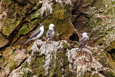 Three birds are perched on rocky, moss-covered ground. A peaceful, natural setting: Ballestas