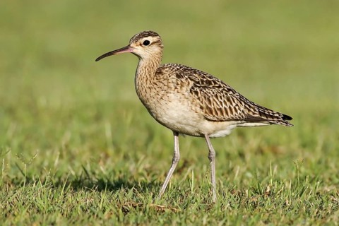 Little Curlew (Numenius minutus), Western Australia, Australia