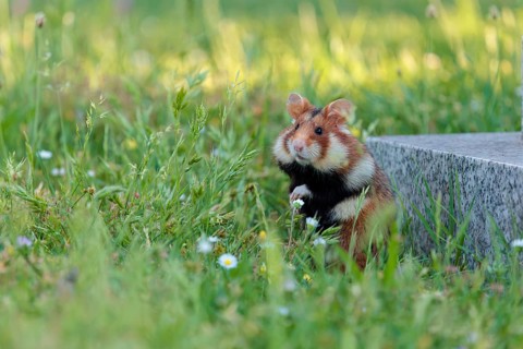 A European hamster (Cricetus cricetus) collects herbs, grass and blossoms in a green meadow.