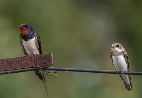 Bank Swallow, Hirundo Rustica, House Martin, Barn Swallow, Riparia Riparia, Sand Martin, Swallow,