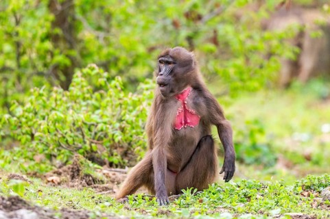 Gelada (Theropithecus gelada) female sitting on the ground, captive, distribution africa