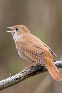 Luscinia megarhynchos, nightingale, birds, song, high size, portrait format, passeri, singing,