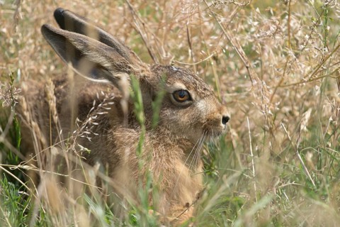 European hare, hares, hares, lagomorpha, lepus europaeus, bunny, mammals, mammals