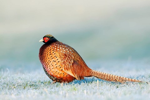 Hunting pheasant (Phasianus colchicus), cock in a meadow with hoar frost, North Rhine-Westphalia,