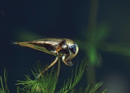 Corixidae spec., rowing bug spec., aquatic, insects, bugs, water bugs