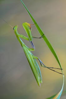 Brandenburg, Germany, European mantis, European praying mantis, mantis religiosa, mantis, Nabu,