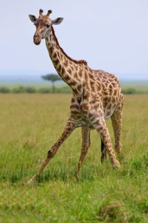 A giraffe strides across the vast savannah, surrounded by tall grass and natural light, Masai