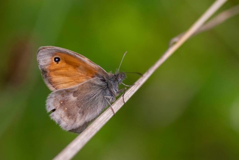 Coenonympha Pamphilus, common meadowbird, small heath, meadbird, butterfly, insects, butterfly,