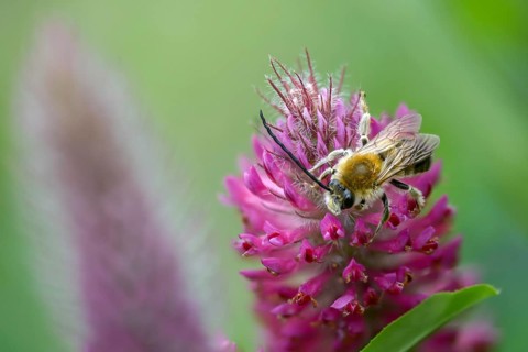 Apidae, bees, Eucera longicornis, early longhorn bee, hymenoptera, longhorn bee, long-horned bee,