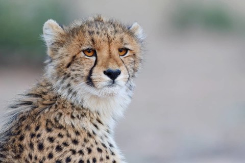 Cheetah (Acinonyx jubatus), young, sitting and looking around, alert, evening light, animal