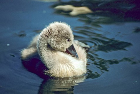 Cygnus olor, dune cub, chick, mute swan, anatidae, birds, duckbirds, cusp swan, swan, swans, birds,