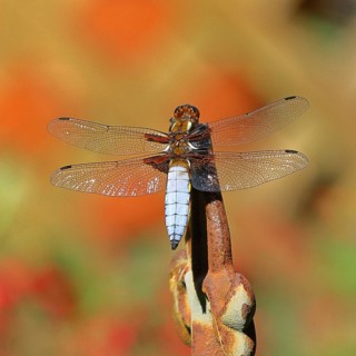 Flat-bellied dragonfly (Libellula depressa), family of damselflies (Libellulidae), male sitting on