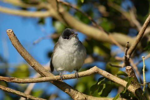 Blackcap (Sylvia atricapilla) adult male bird in an ivy tree, Suffolk England, United Kingdom