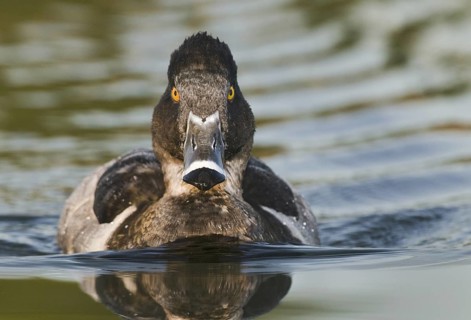 Ring-necked Duck (Aythya collaris) male, Arizona, USA