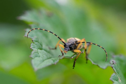 Black and yellow longhorn beetle, cerambycidae, spotted larbock, harlequin longhorn, leptura