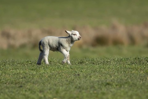 Domestic sheep (Ovis aries) juvenile baby lamb farm animal in a grass field in spring, England,