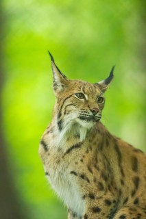 Eurasian lynx (Lynx lynx) in a forest, portrait, Bavaria, Germany