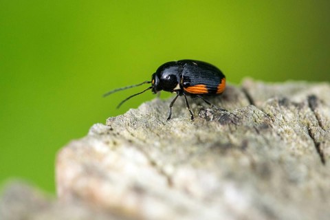 Leaf beetle, chrysomelidae, cryptocephalinae, cryptocephalus moraei, drop beetle, yellow-black leaf