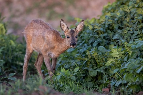 Roe deer (Capreolus capreolus), Emsland, Lower Saxony, Germany
