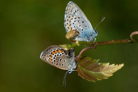 Argus blue, plebeius argus, silver-studded blue, butterfly, insects, butterfly, butterflies