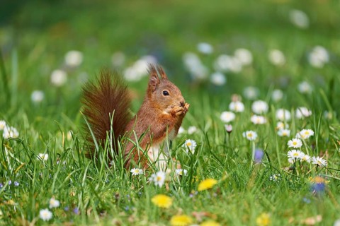A squirrel squats between daisies in a spring meadow and nibbles with relish, Eurasian red squirrel